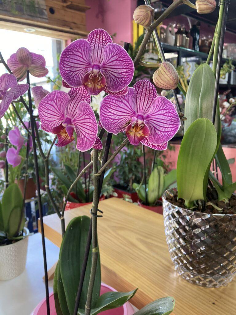 Orchid Live Plants-Beautiful Vlora