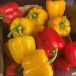 Bell Peppers-Beautiful Vlora