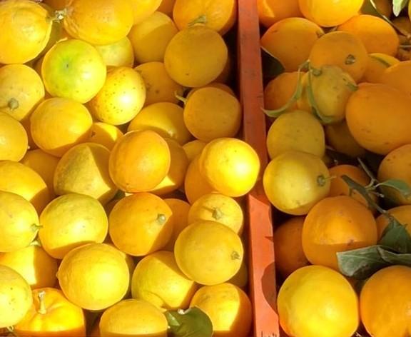 Produce in the Market-Lemons-Beautiful Vlora