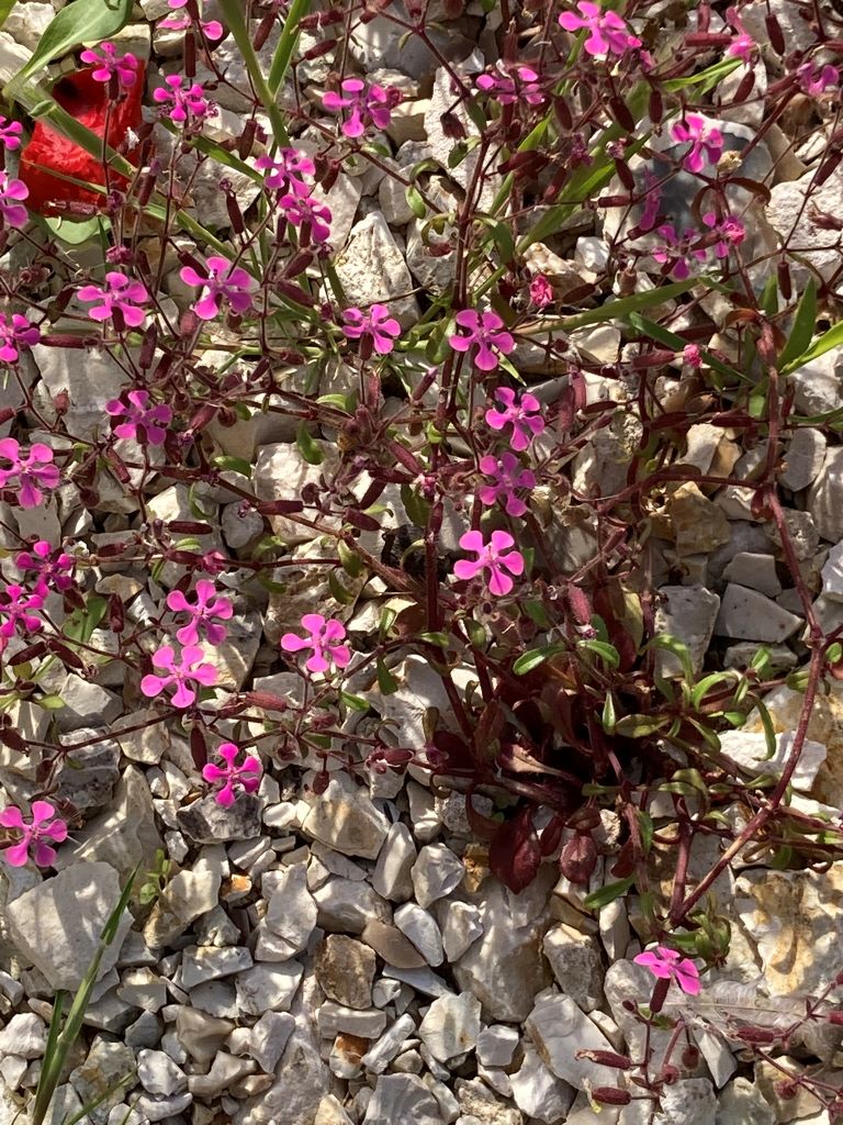 Adriatic Soapwort-Beautiful Vlora