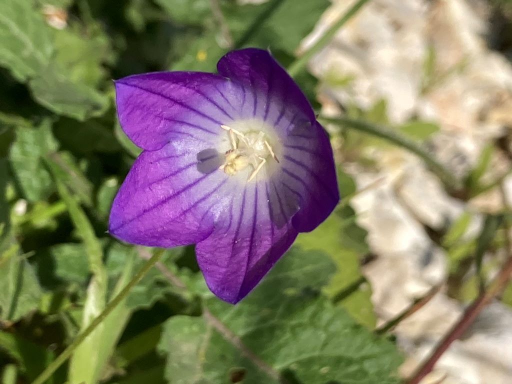 Balloon Flower-Roadside Flowers in Vlora-Beautiful Vlora