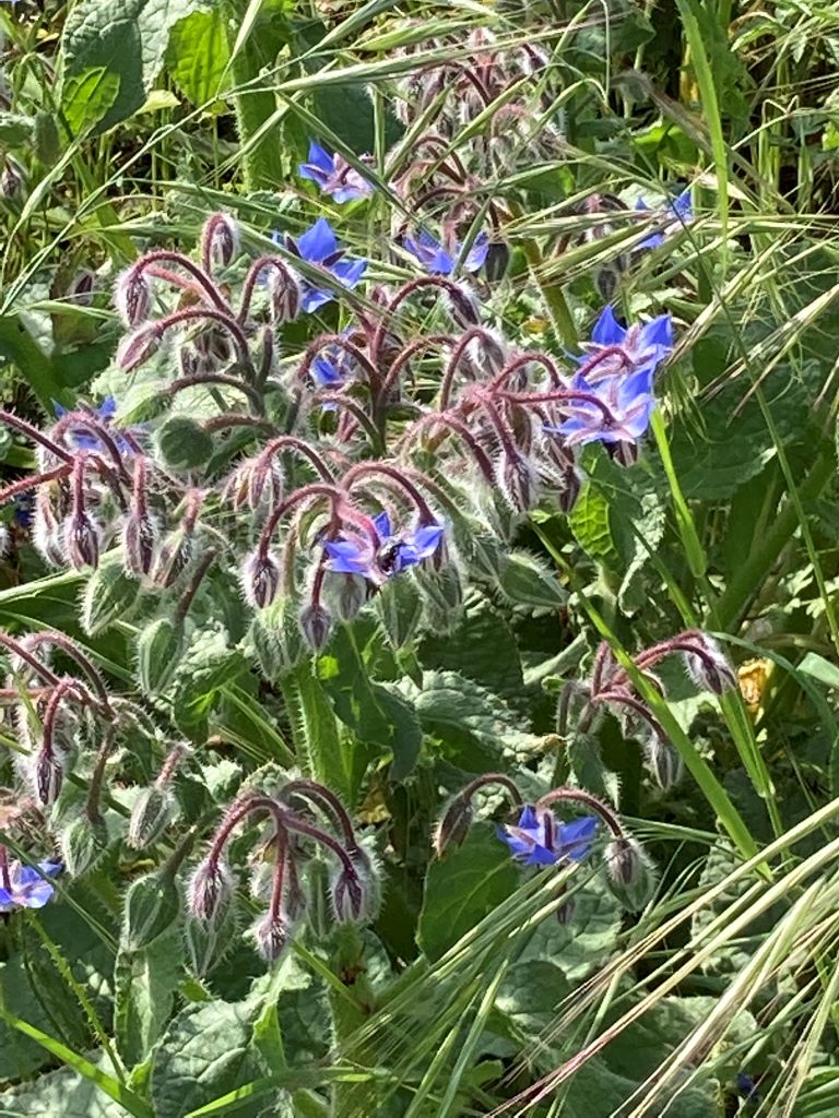 Borage-Beautiful Vlora