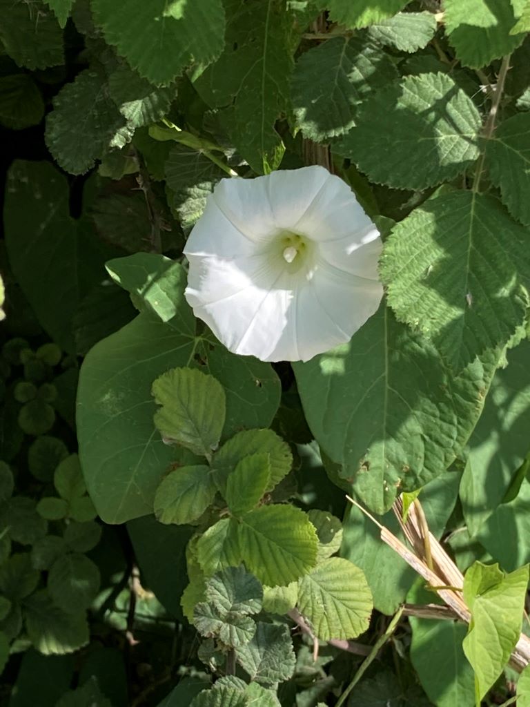 Wild Morning Glory-Beautiful Vlora