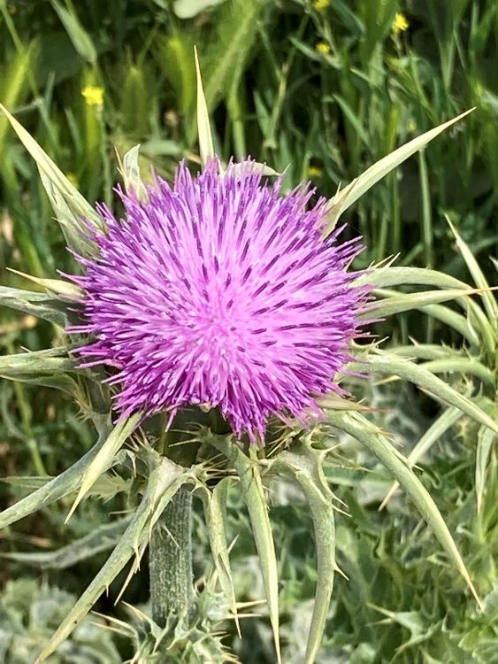 Syrian Thistle Flower- Roadside Flowers in Vlora-Beautiful Vlora