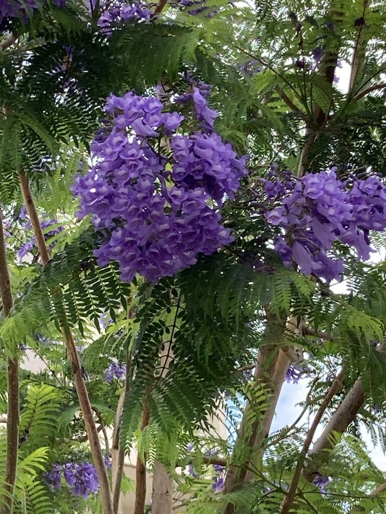 Jacaranda flower- Beautiful Vlora