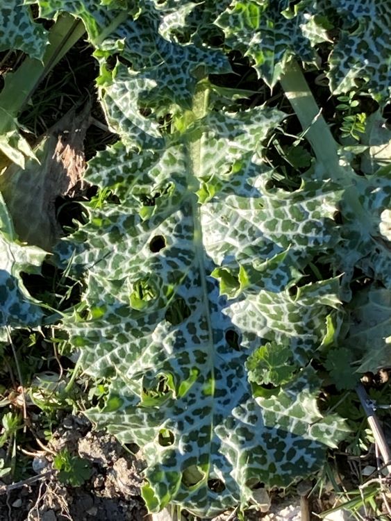 Syrian Thistle Leaf-Roadside Flowers in Vlora-Beautiful Vlora