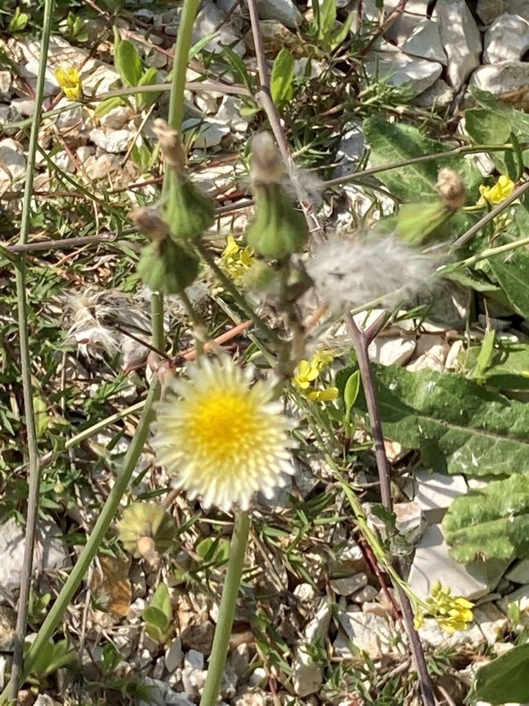 Milk Thistle- Beautiful Vlora