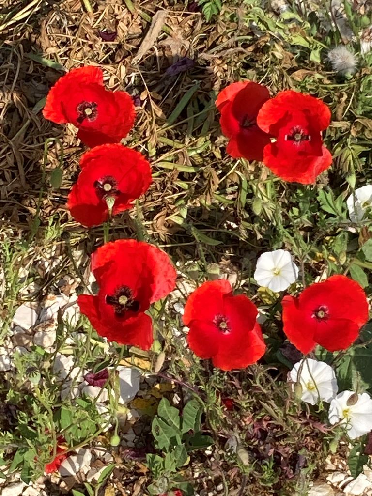 Poppy-Roadside Flowers in Vlora-Beautiful Vlora