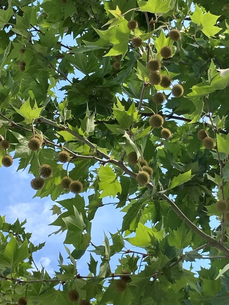 Street Trees of Vlora-Sycamore flowers-Beautiful Vlora