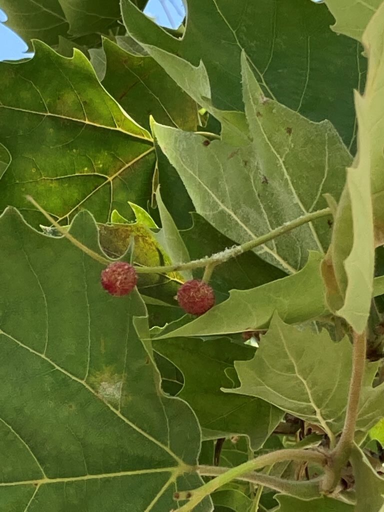 Female Flowers-Sycamore-Beautiful Vlora