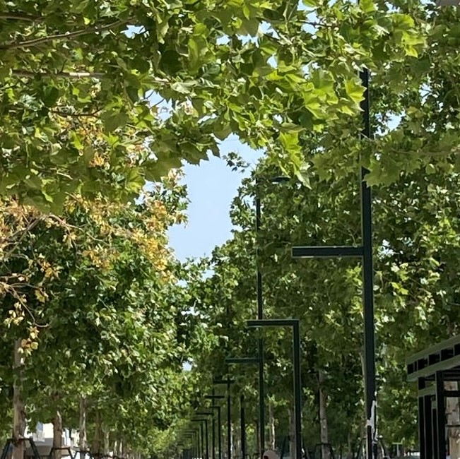 Street Trees of Vlora-Beautiful Vlora