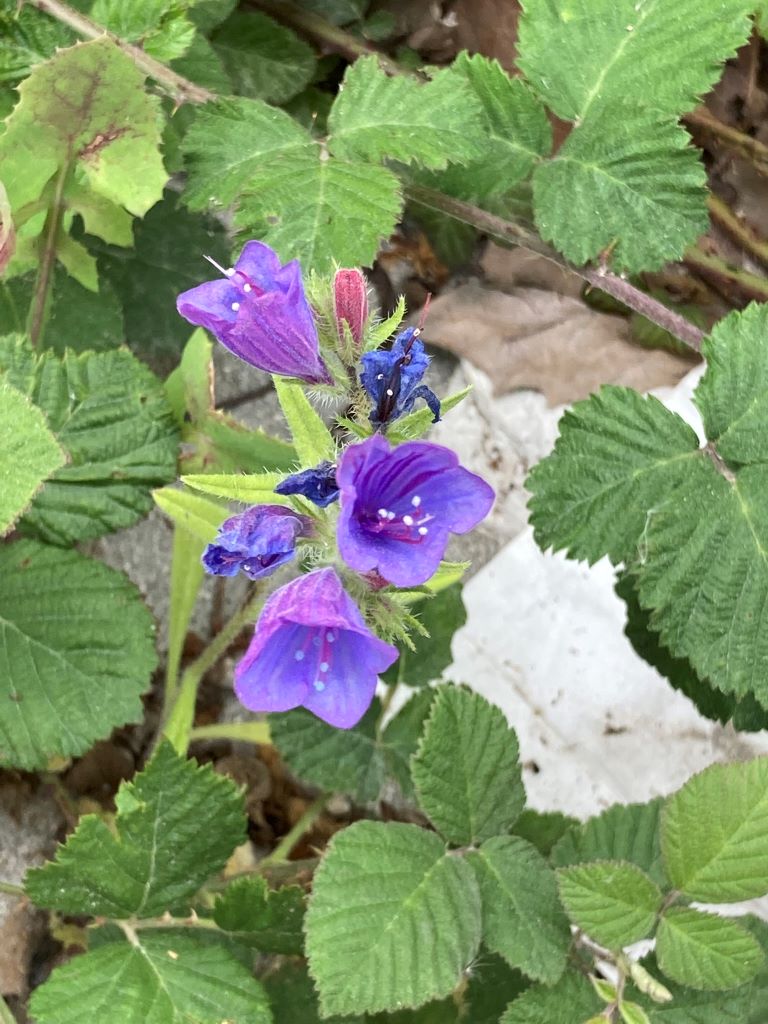 Vipers Bugloss-Roadside flowers in Vlora-Beautiful Vlora