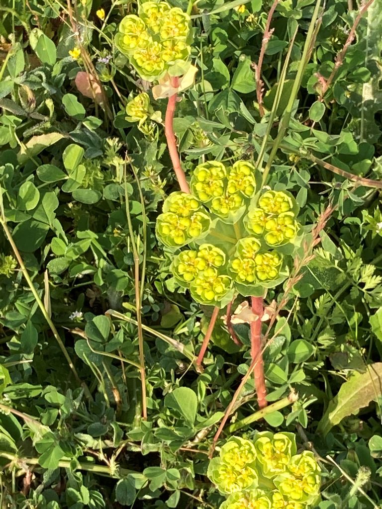 Wolf's Milk-Roadside flowers in Vlora-Beautiful Vlora