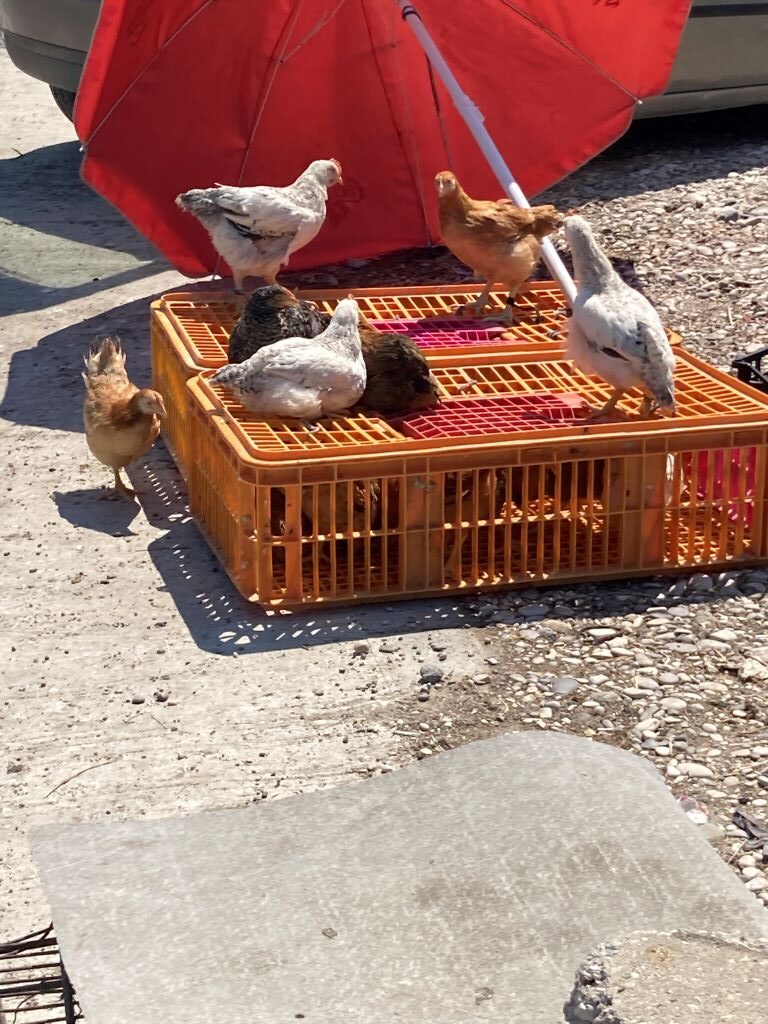 Year-round Live Animal Market in Vlora-Chickens-Beautiful Vlora