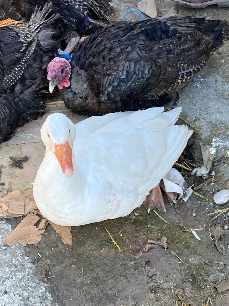 Duck-Year-round live animal market in Vlora-Beautiful Vlora