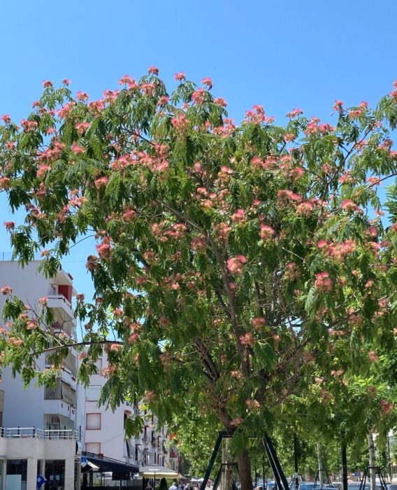 Mimosa tree-Street Trees in Vlora-Beautiful Vlora