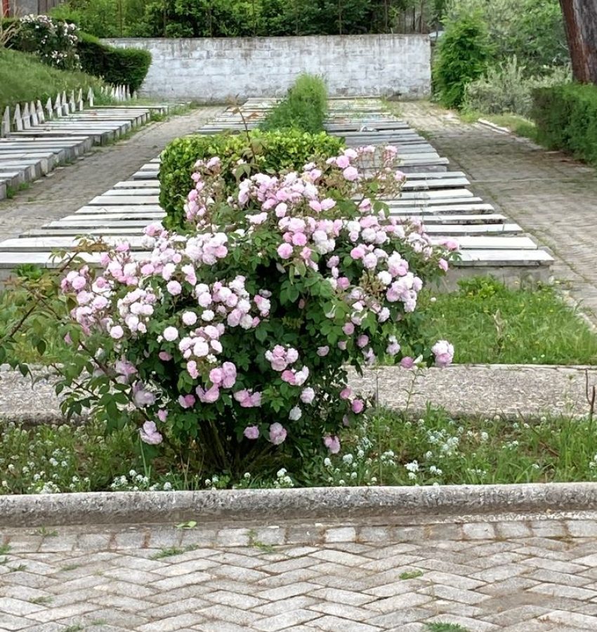 View of graves-Beautiful Vlora