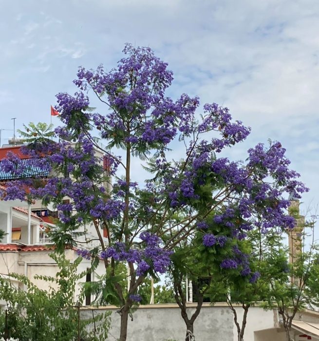 Jacaranda Tree-Street Trees of Vlora-Beautiful Vlora