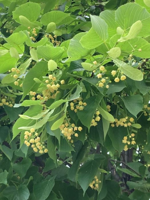 Linden flowers-Beautiful Vlora