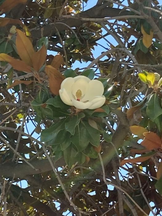 Street Trees of Vlora- Magnolia flower-Beautiful Vlora