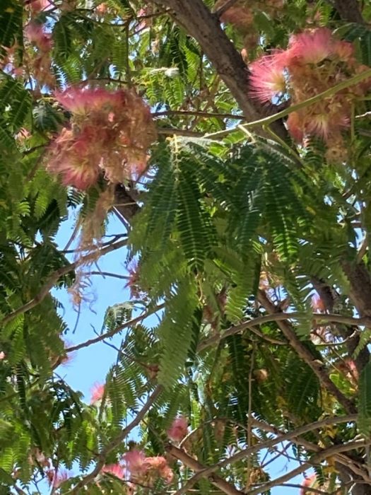 Mimosa flowers-Beautiful Vlora